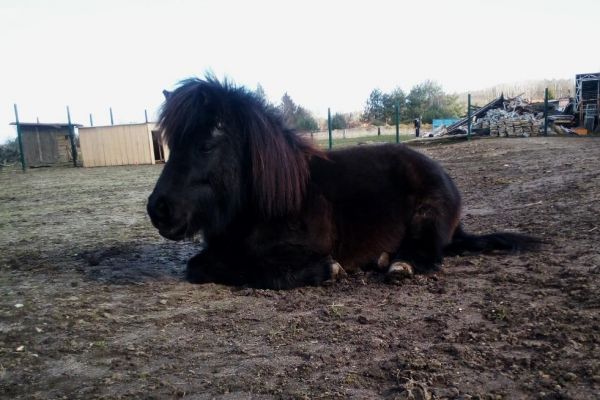 shetlasky-pony-selfie2221709A-9DB7-2480-EA81-D85BB735C0B3.jpg