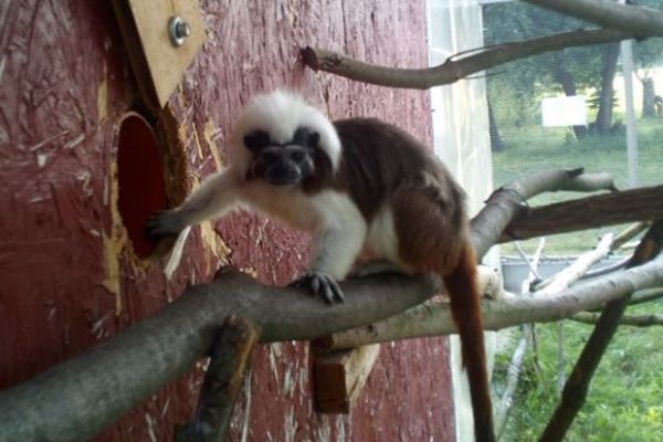 tamarin-picni-samec029604AD-A5A6-E9C2-B601-02956A735312.jpg